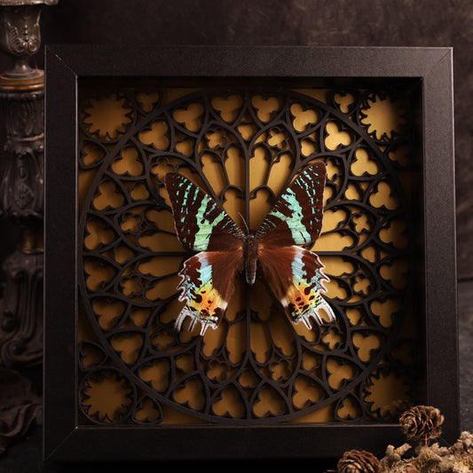 Chrysiridia rhipheus im Rahmen auf Gotischem Hintergrund | 20x20cm