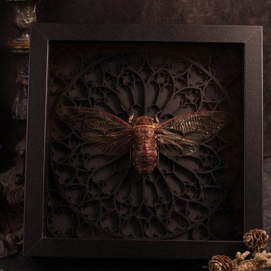 Echte Riesenzikade im Rahmen - Gotik