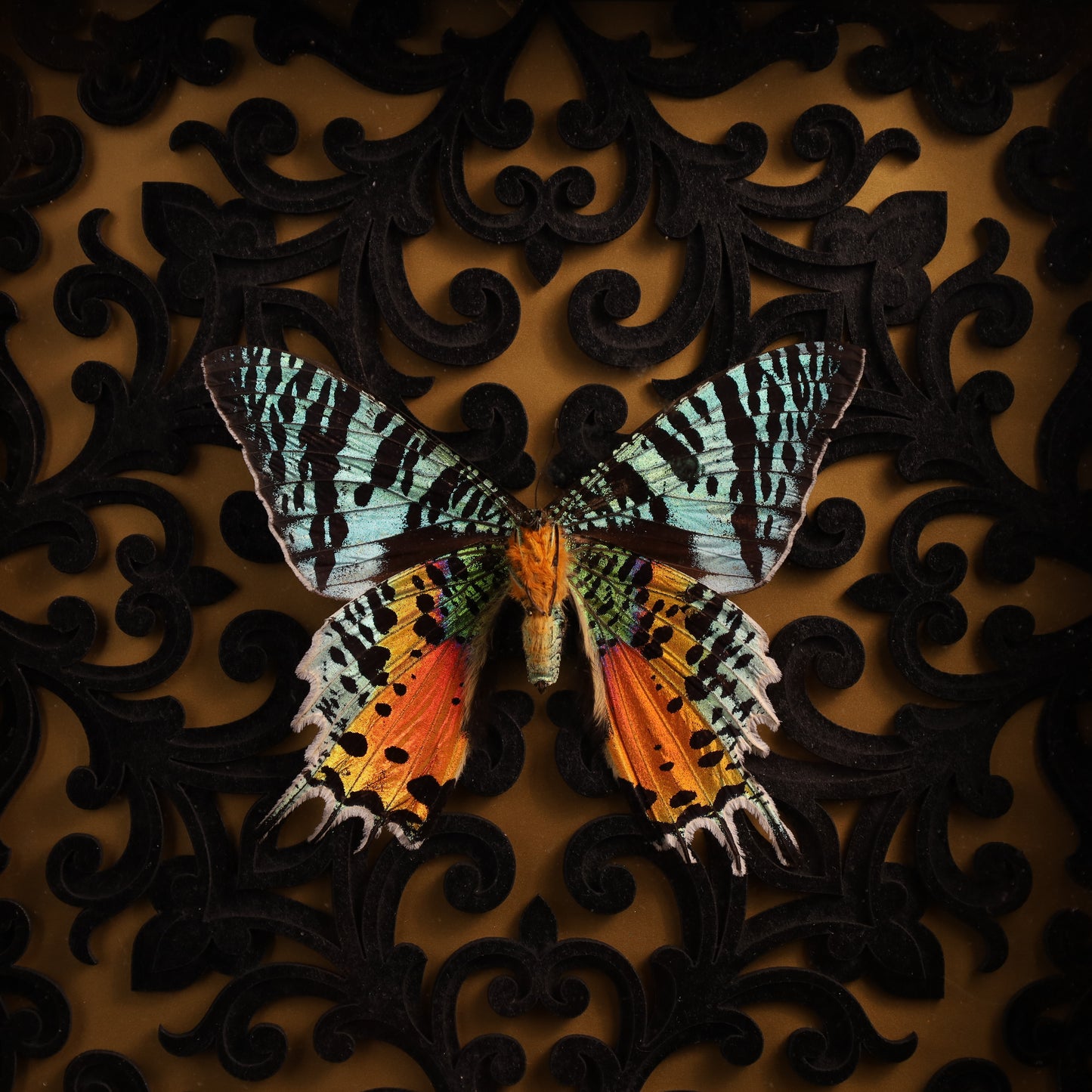 Chrysiridia rhipheus im Rahmen - Barock