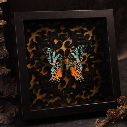 Chrysiridia rhipheus im Rahmen - Barock