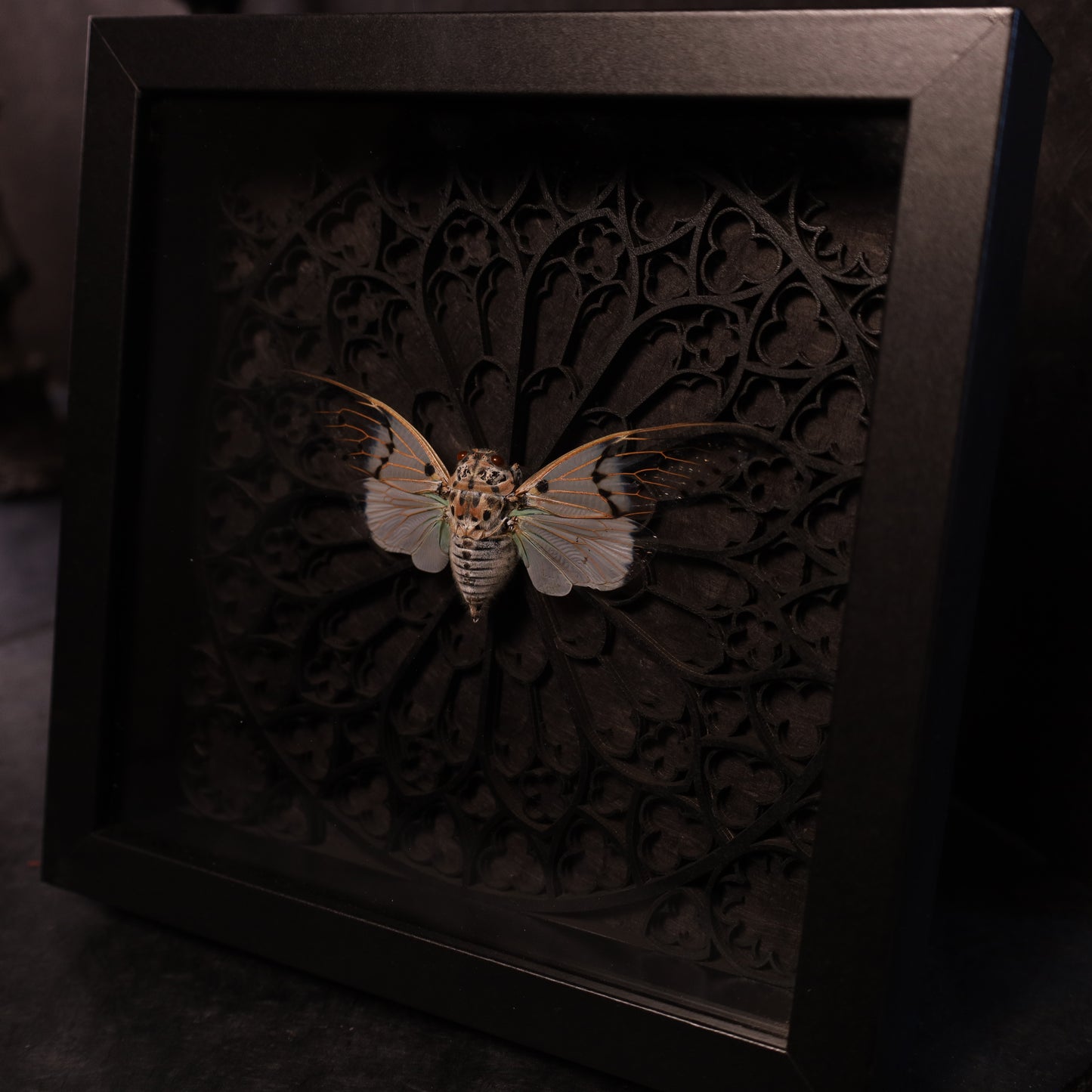 Echte Geisterzikade im Rahmen - Gotik