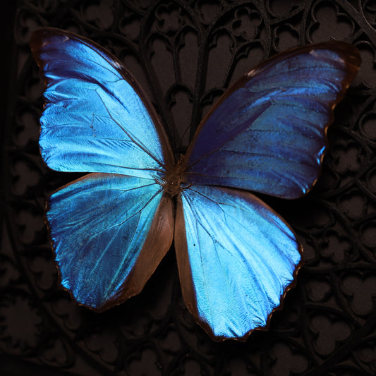 Morpho didius im Rahmen