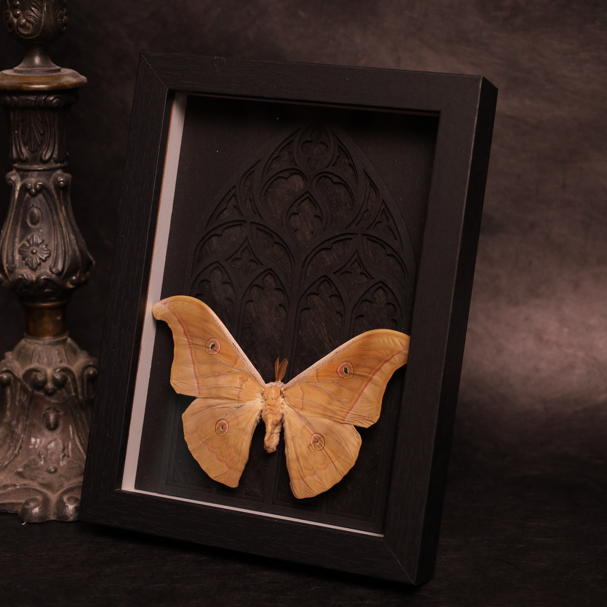 Antheraea helferi in a frame - Gothic