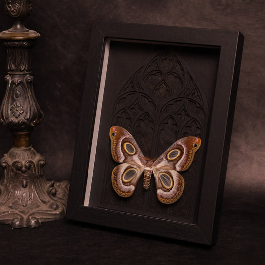 Epiphora mythimnia in a frame with a Gothic background