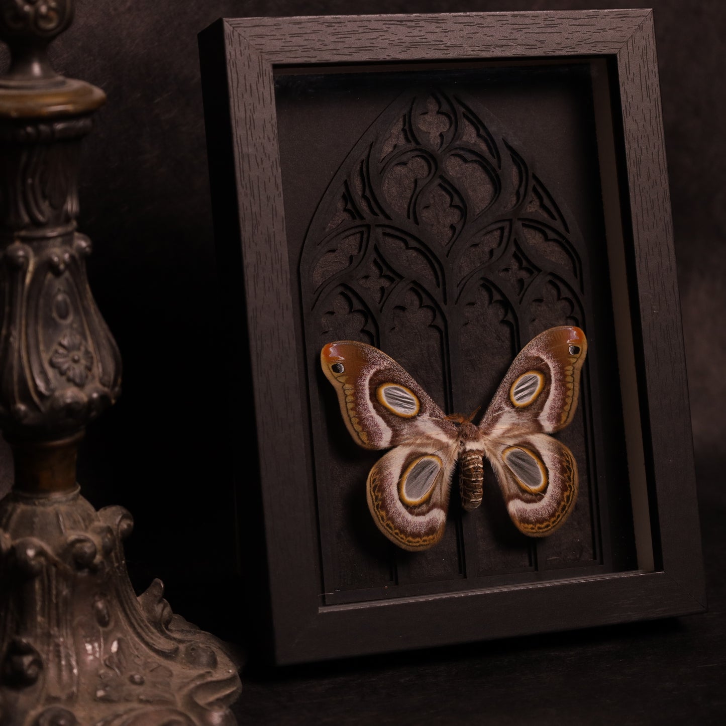 Epiphora mythimnia in a frame with a Gothic background