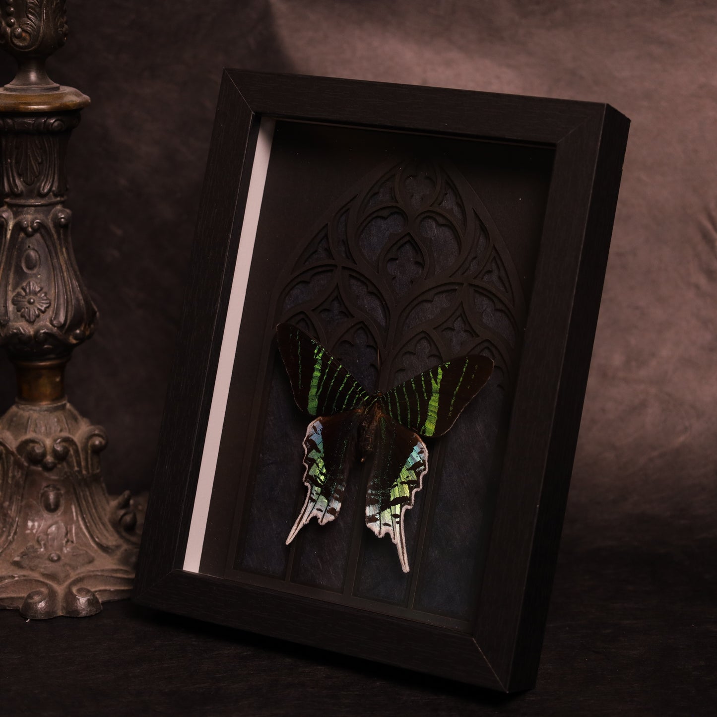 Urania leilus im Rahmen mit Gotik-Hintergrund