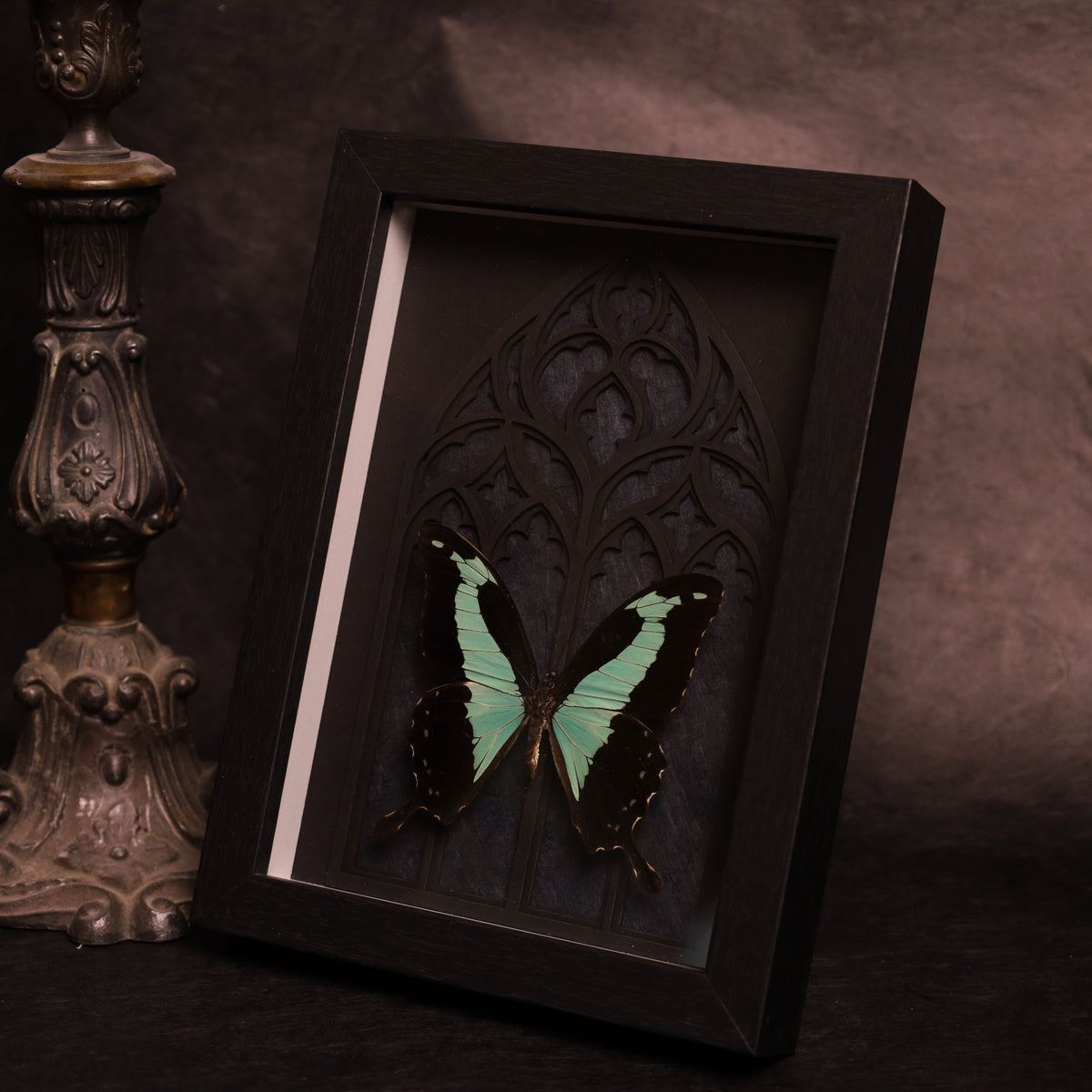Papilio phorcas im Rahmen mit Gotik-Hintergrund