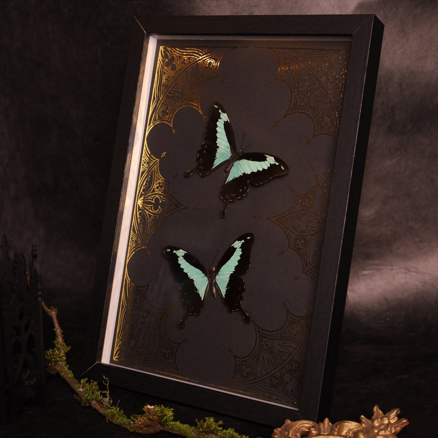 Papilio phorcas on a gold background in a frame