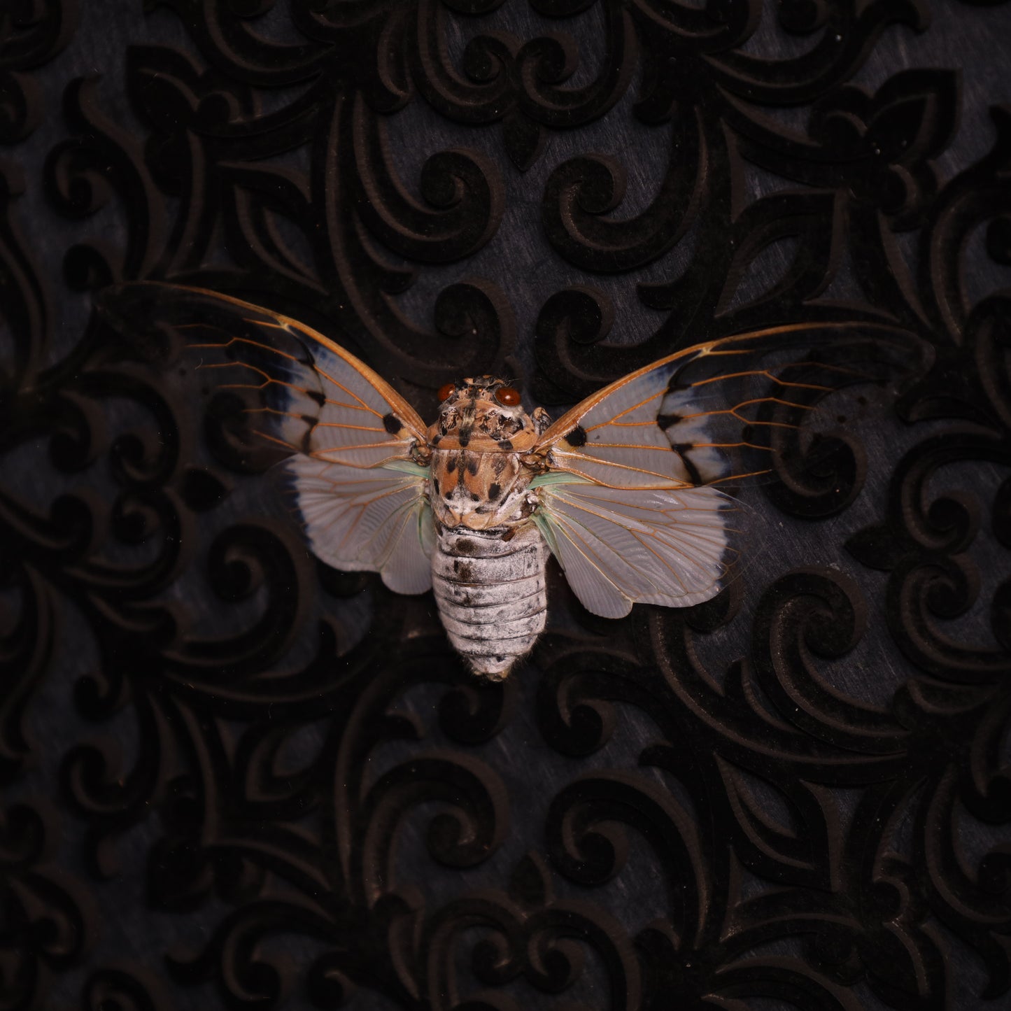 Echte Geisterzikade im Rahmen – ayuthia spectabilis- Barock