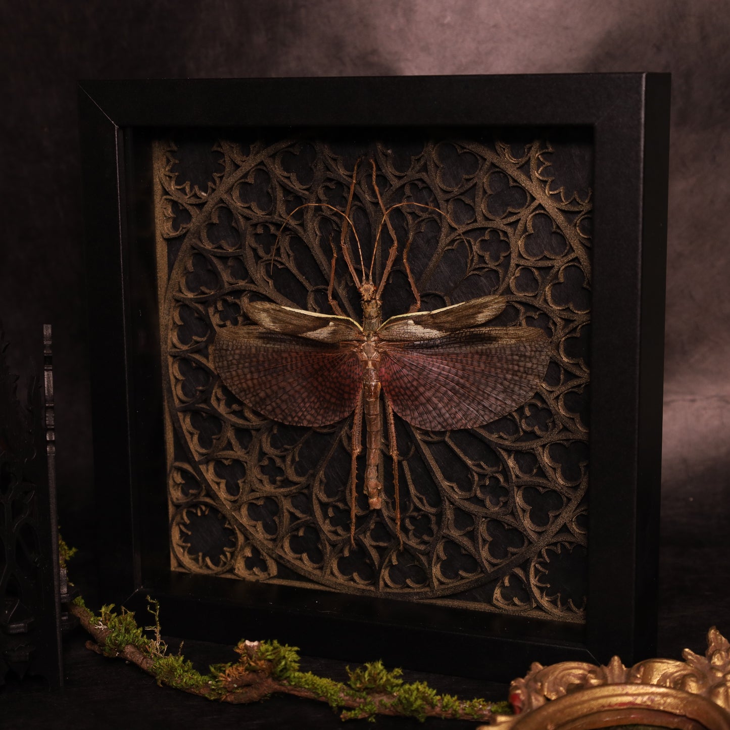 Echte Riesengespenstschrecke im Rahmen