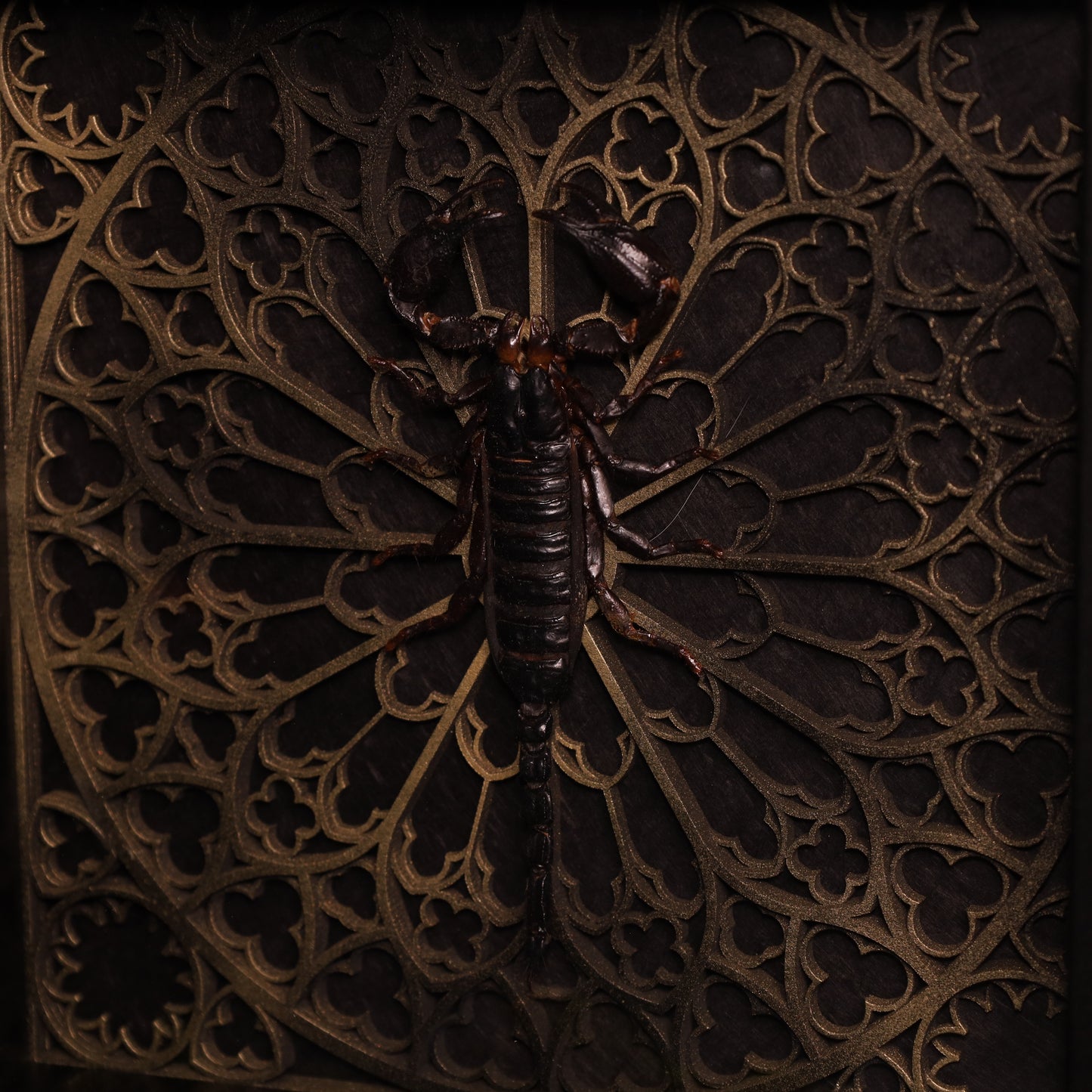 Präparierter Skorpion im Rahmen mit gotischem Design