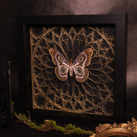 Epiphora mythimnia im Rahmen - Gotik