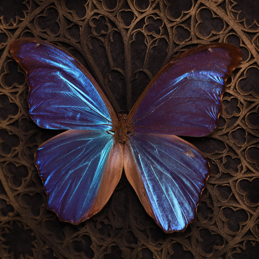 Morpho didius im Rahmen