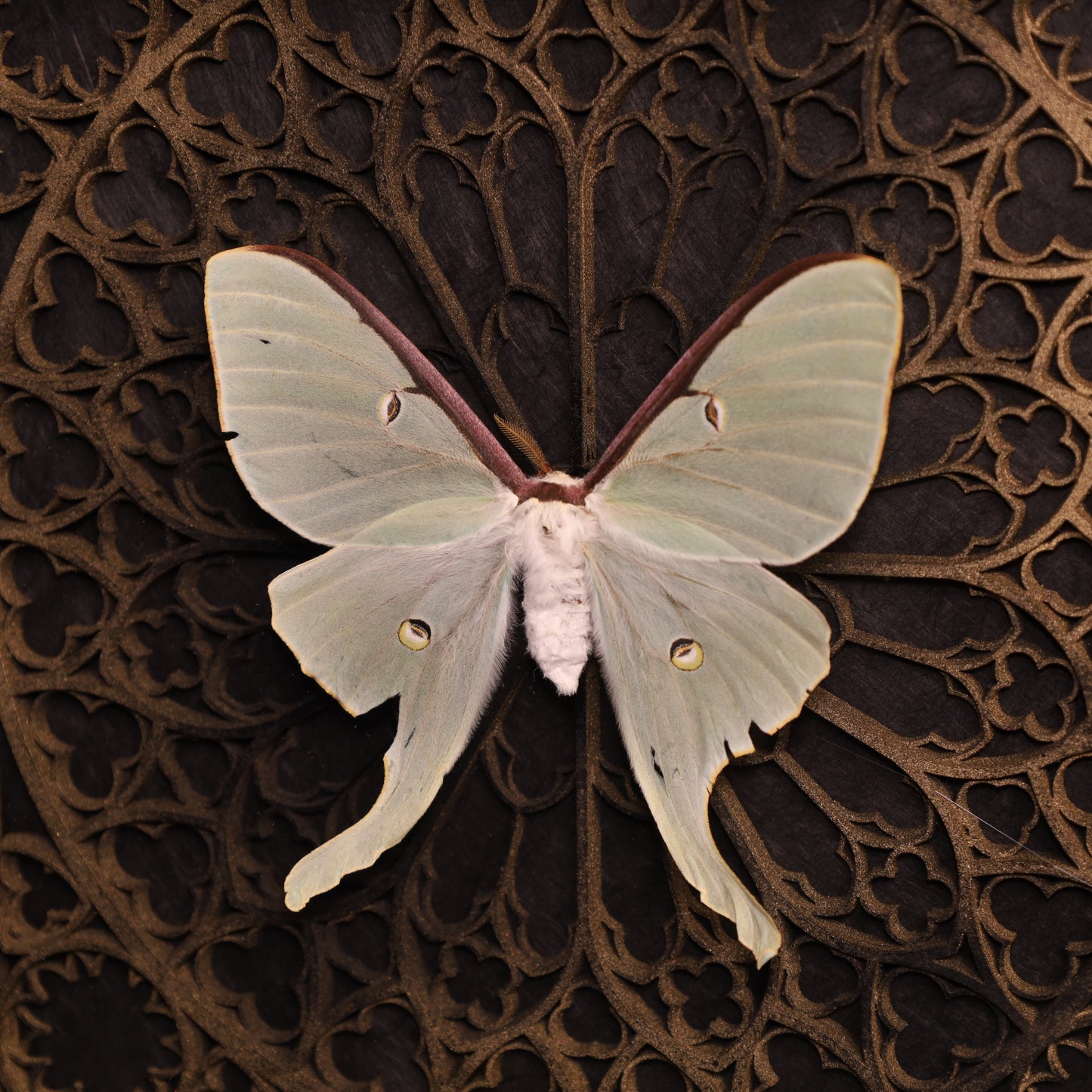 Genuine moon spinners in a frame – Actias Luna – Gothic