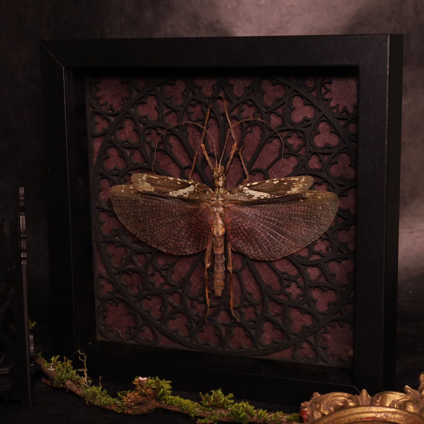 Real giant stick insect in a frame with a Gothic design
