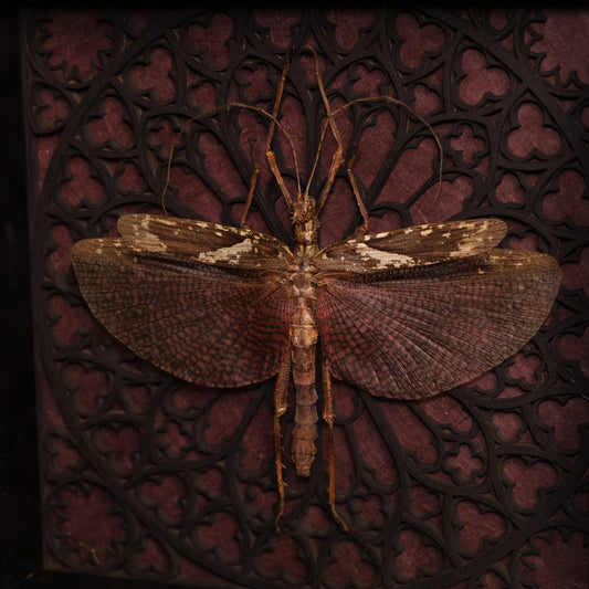 Echte Riesengespenstschrecke im Rahmen mit gotischem Design