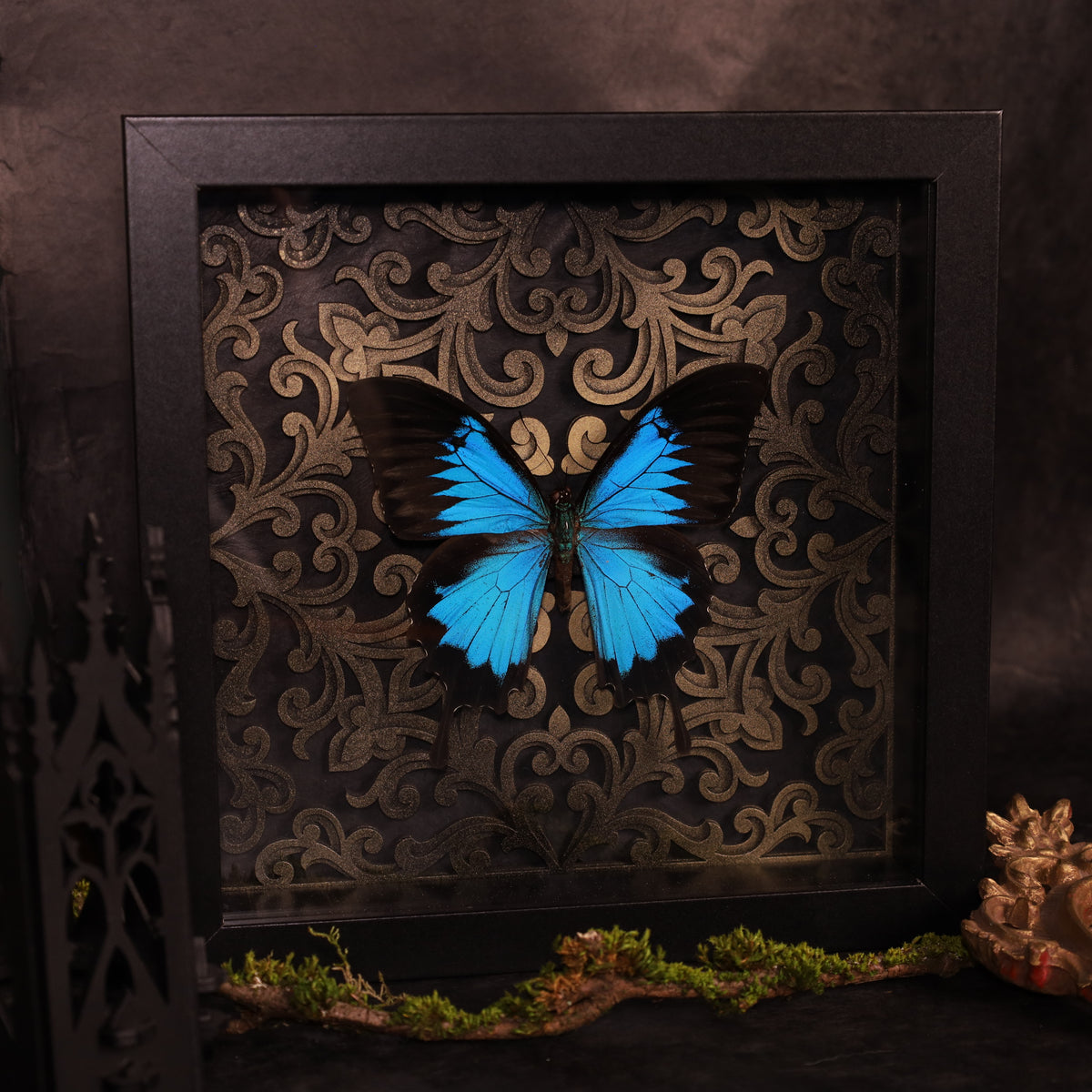 Papilio ulysses ulysses in a frame - Baroque