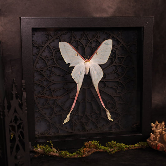 Actias dubernardi im Rahmen