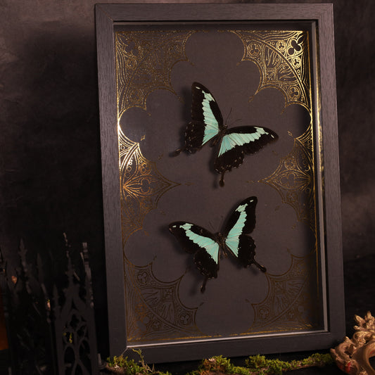 Papilio phorcas im Rahmen auf Goldhintergrund