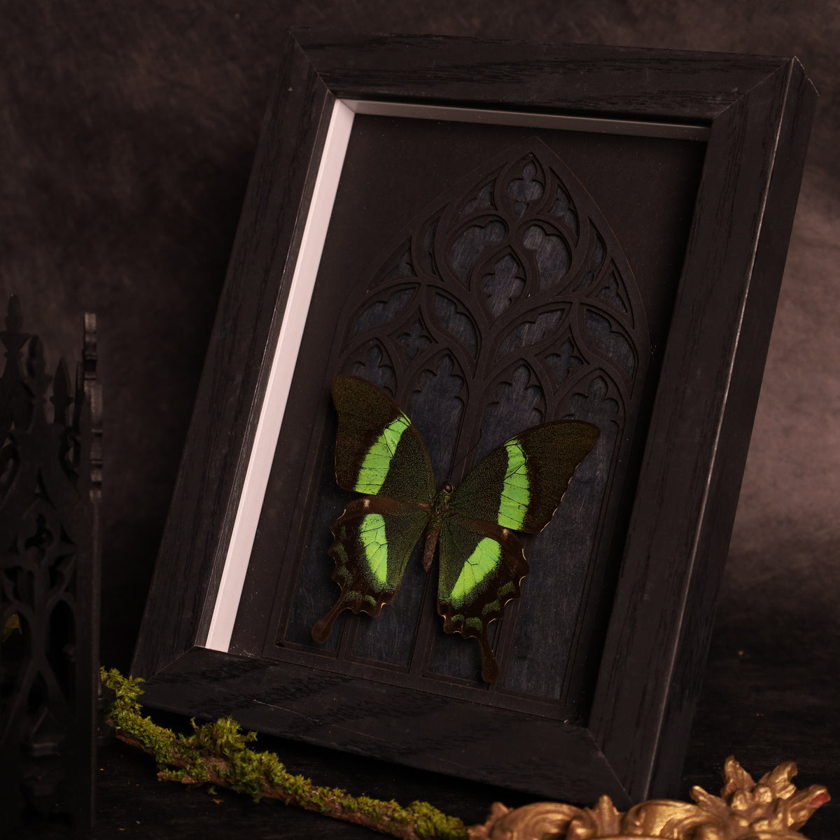 Papilio daedalus im Rahmen mit Gotik-Hintergrund