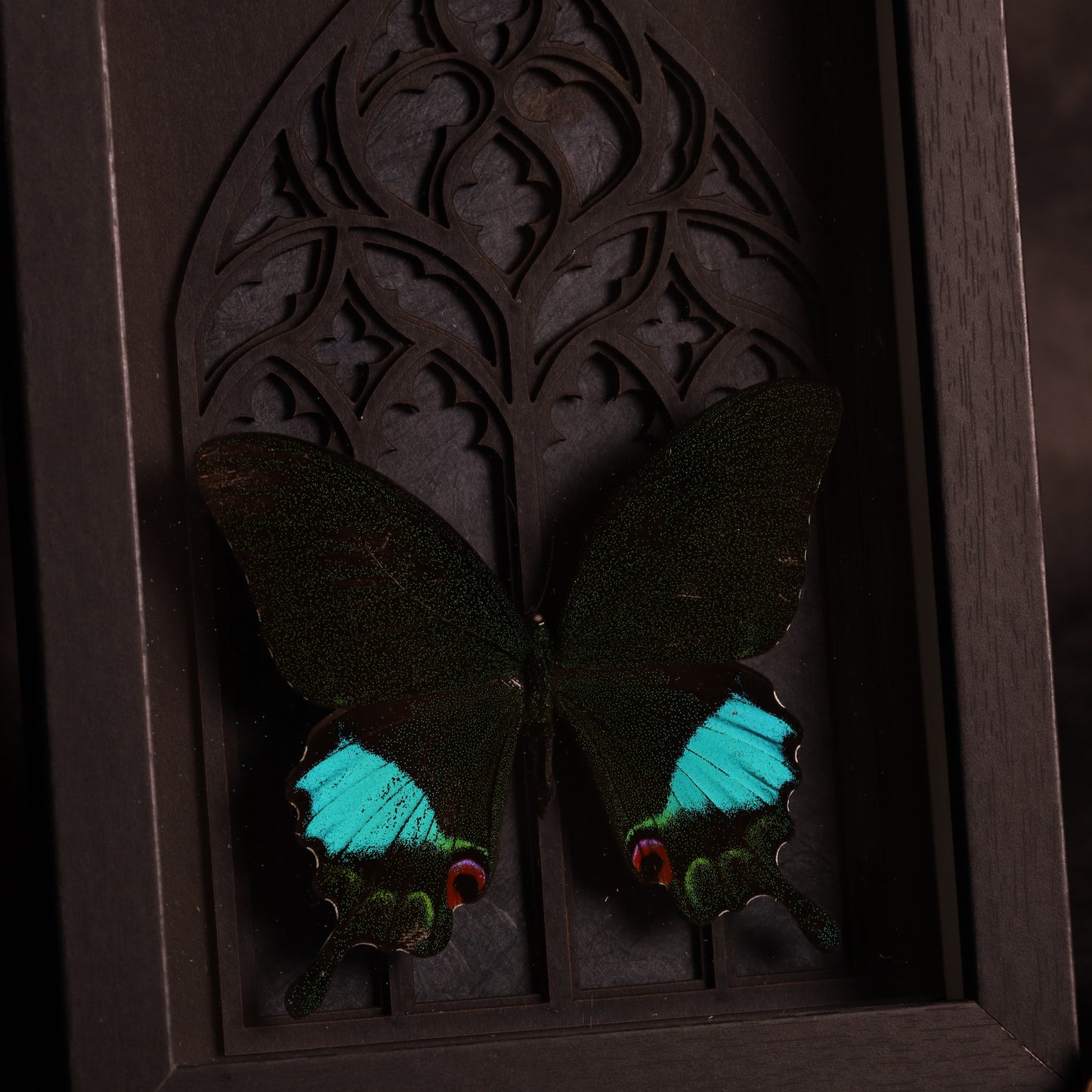 Papilio karna in frame - Gothic