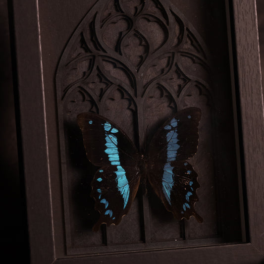 Papilio orizabus im Rahmen - Gotik