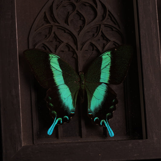 Papilio blumei im Rahmen mit Gotik-Hintergrund