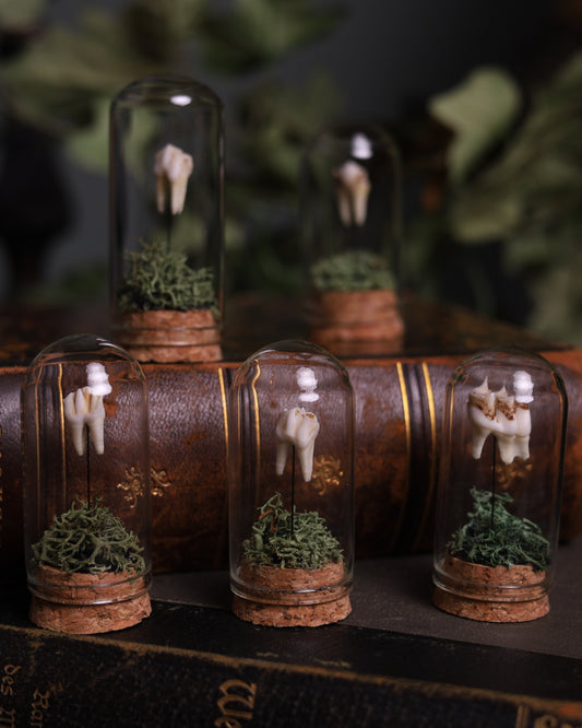 Echter Rehzahn unter Glas