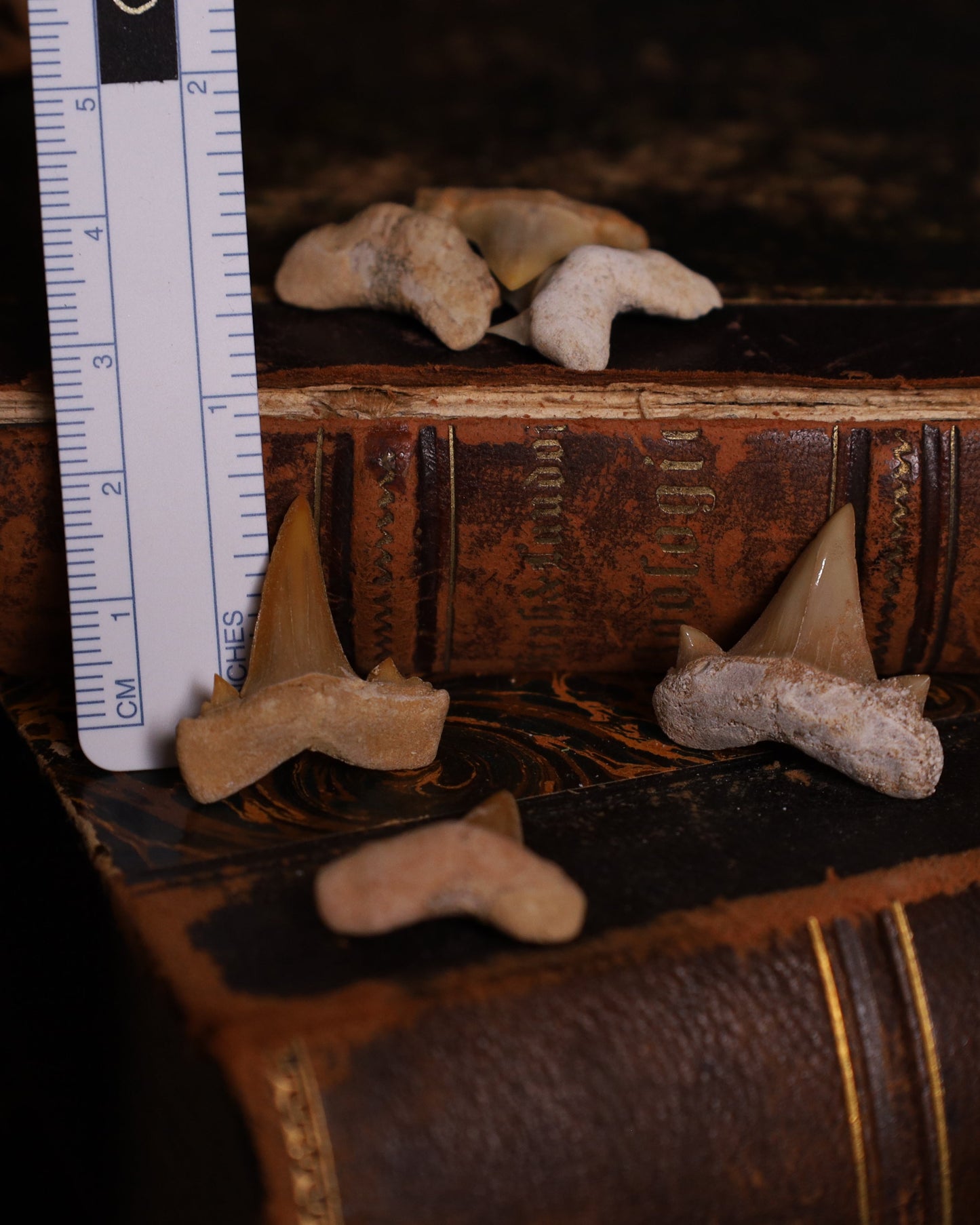 Versteinerte Haizähne – ca. 2–3 cm | Echte Fossilien