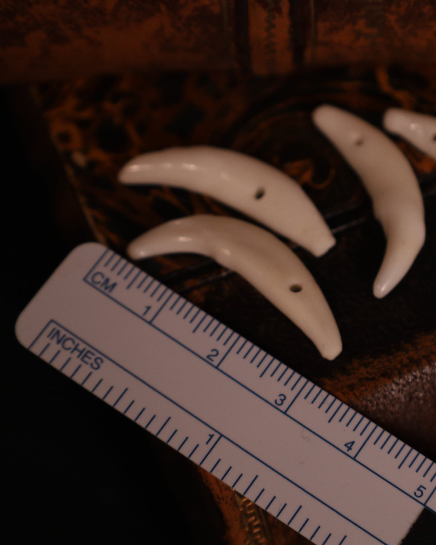 Schneidezahn vom Fuchs - gebohrt