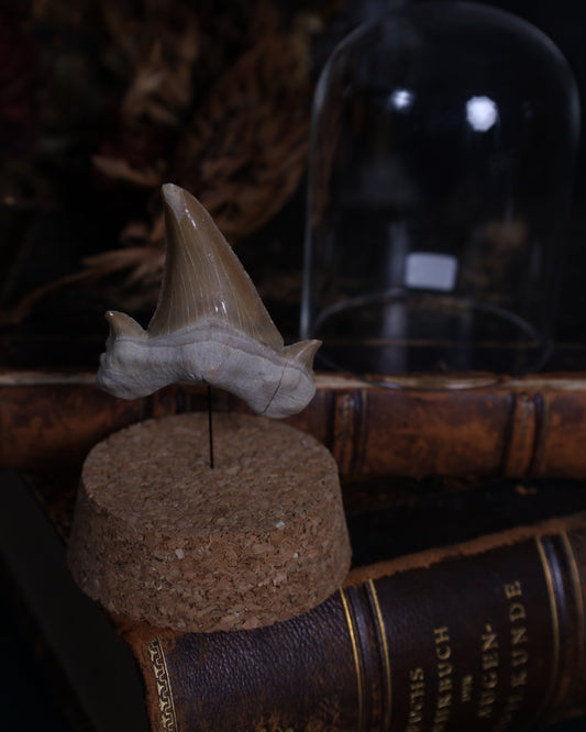 Versteinerte Haizähne – ca. 5 cm | Echte Fossilien