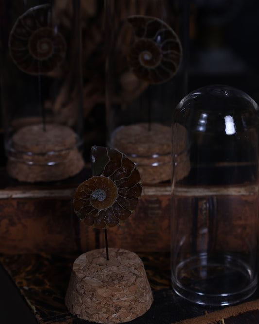 Opalisierter Ammonit im Glasdisplay | Aufgeschnitten & Poliert