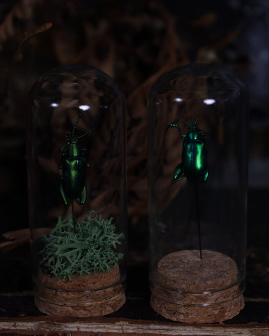 Käfer im Glaskuppel-Display | Präparierter Käfer auf Moosbett