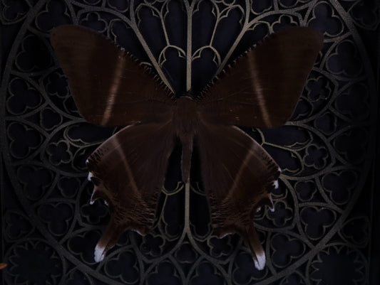 Swallowtail moth in a frame with a Gothic background