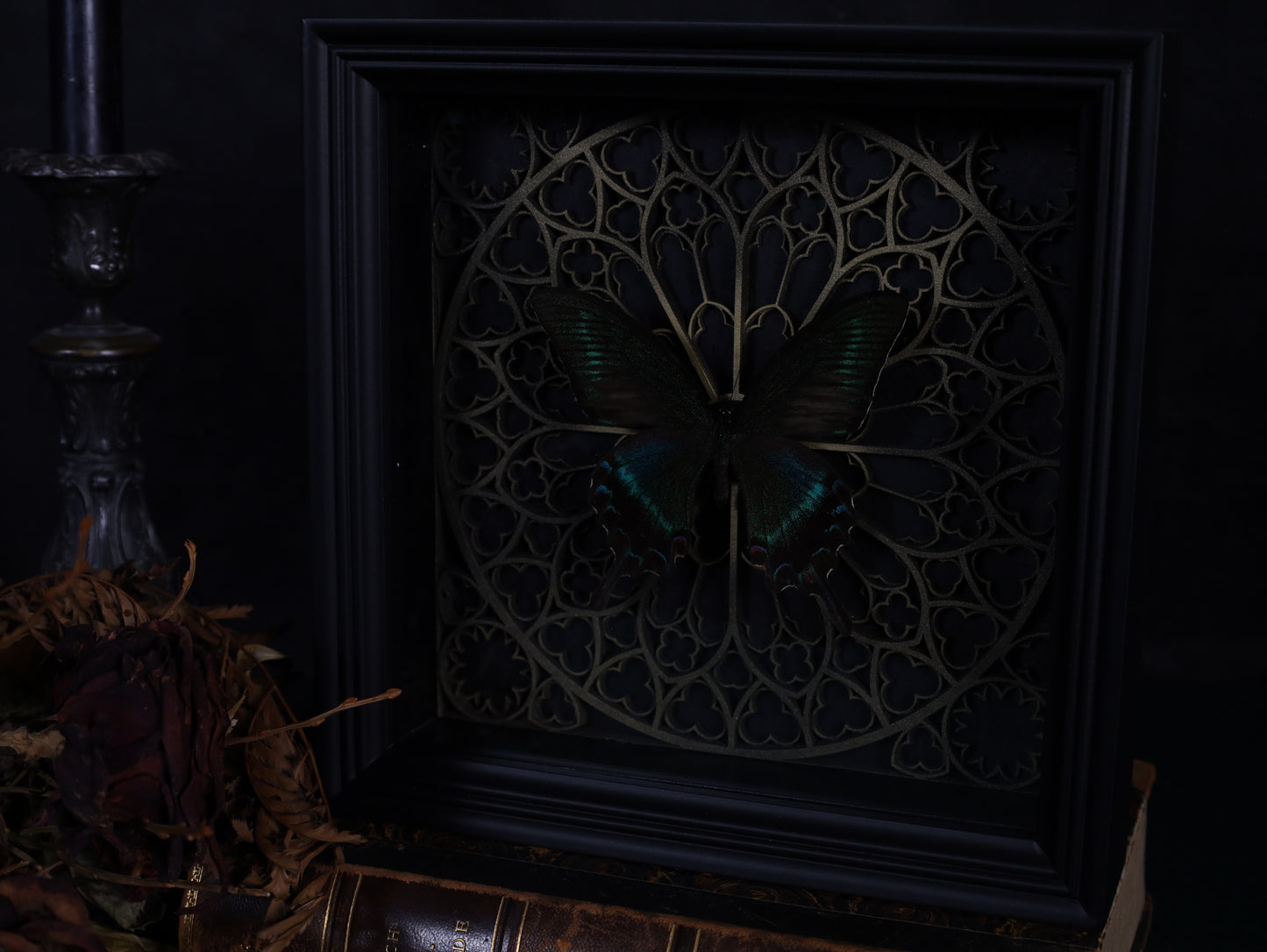 Papilio maaki im Barockrahmen mit Gotik Hintergrund
