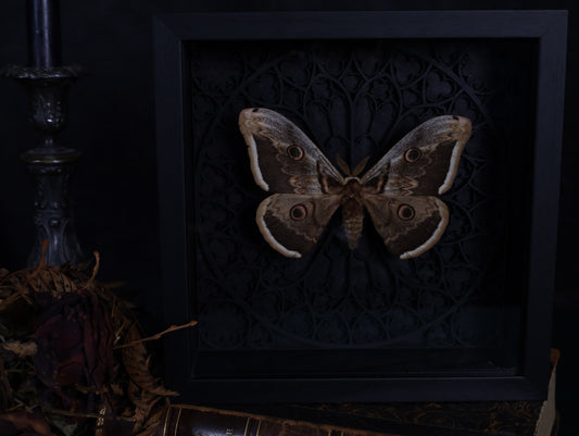 Saturnia pyri im Rahmen mit Gotik Hintergrund