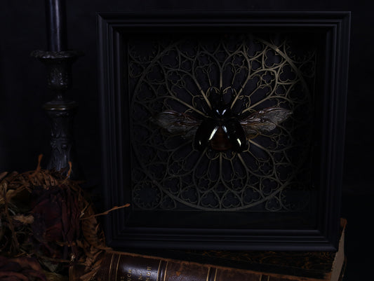 Echter Dreihornkäfer im Rahmen – Chalcosoma atlas