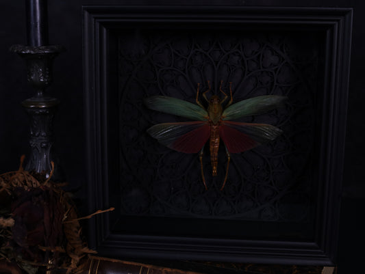 Echte Heuschrecke im Rahmen mit Gotik Hintergrund