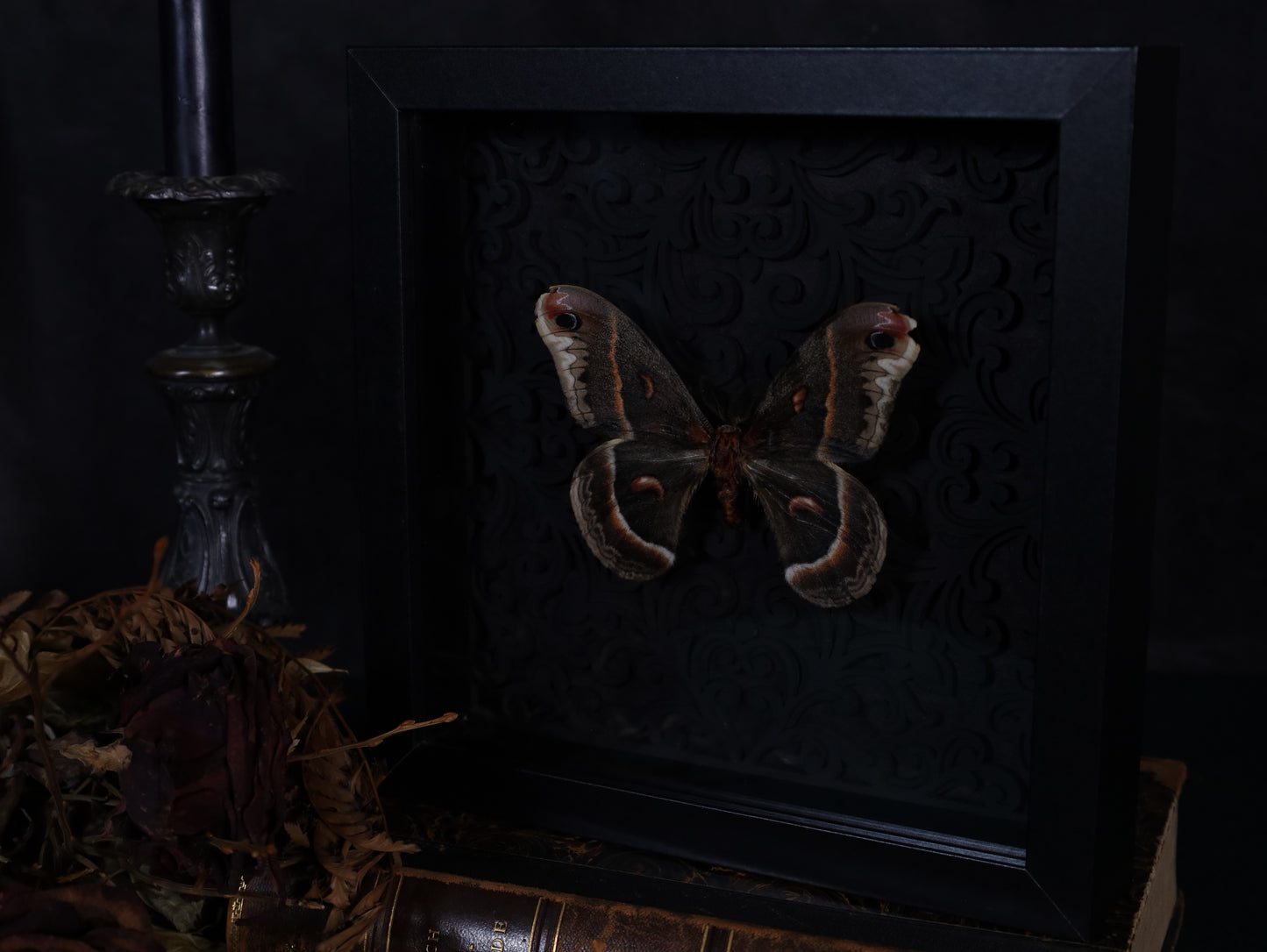 Hyalophora cecropia in the context