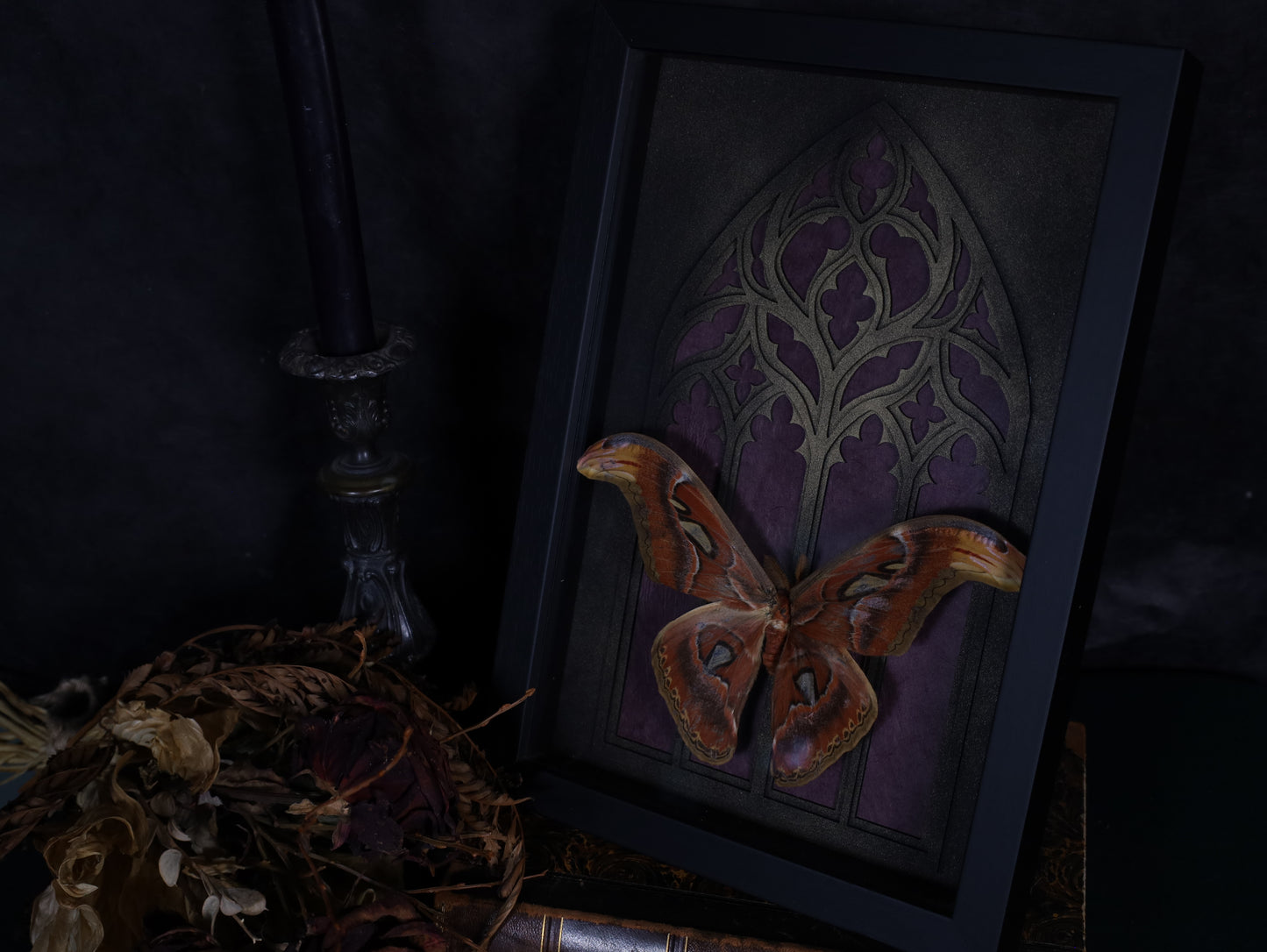 Attacus atlas im Rahmen mit Gotik Hintergrund