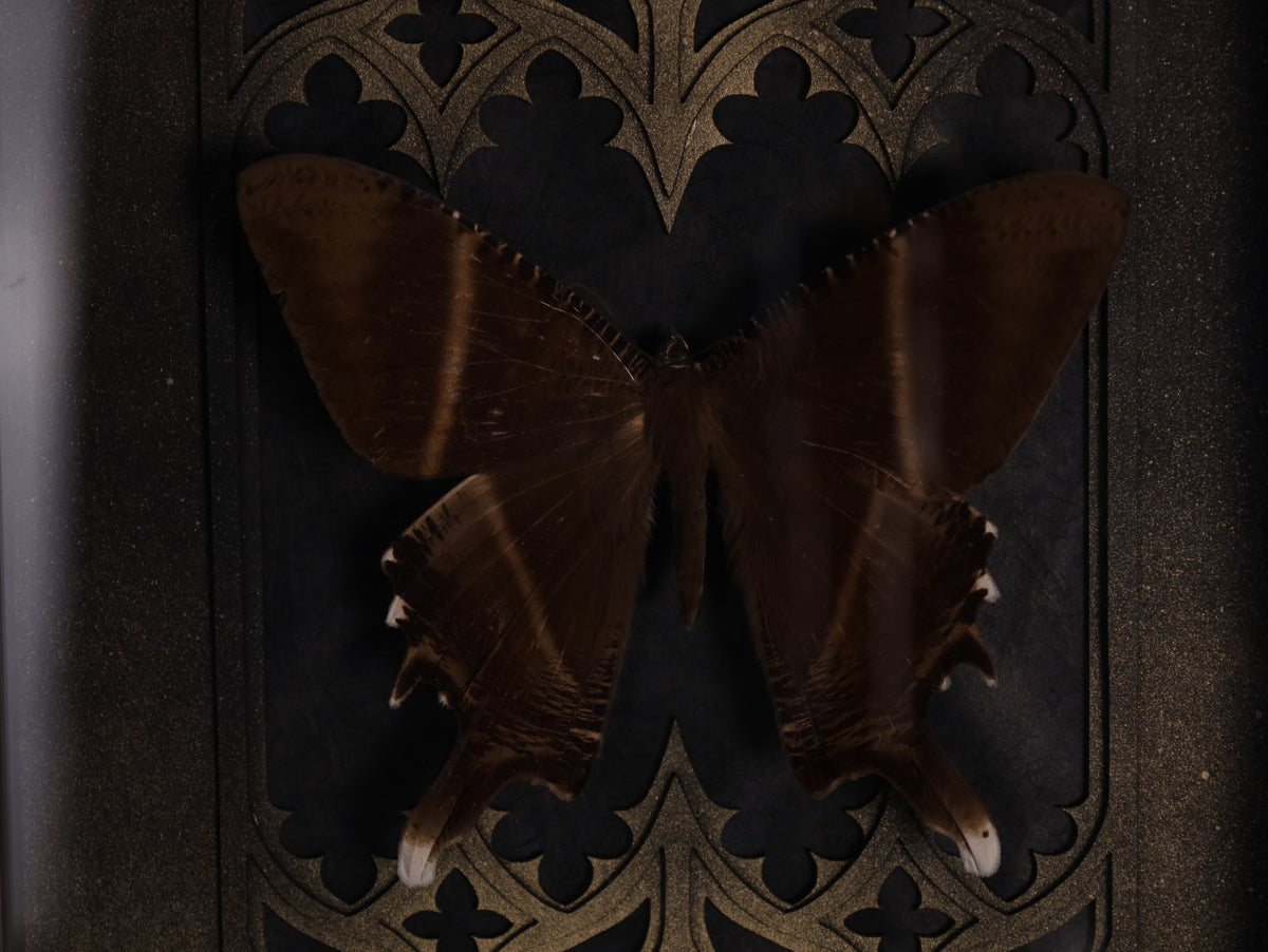 Swallowtail moth in a frame with a Gothic background