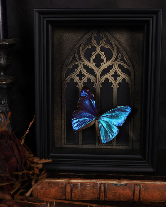 Morpho aega im schwarzen 3D-Rahmen mit gotischem Hintergrund | 20 x 15 cm