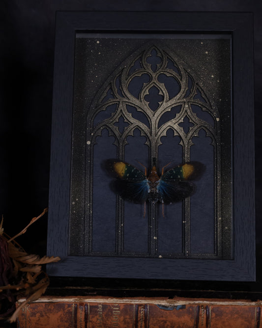 Pyrops gunjii im schwarzen 3D-Rahmen mit gotischem Hintergrund | 20 x 15 cm