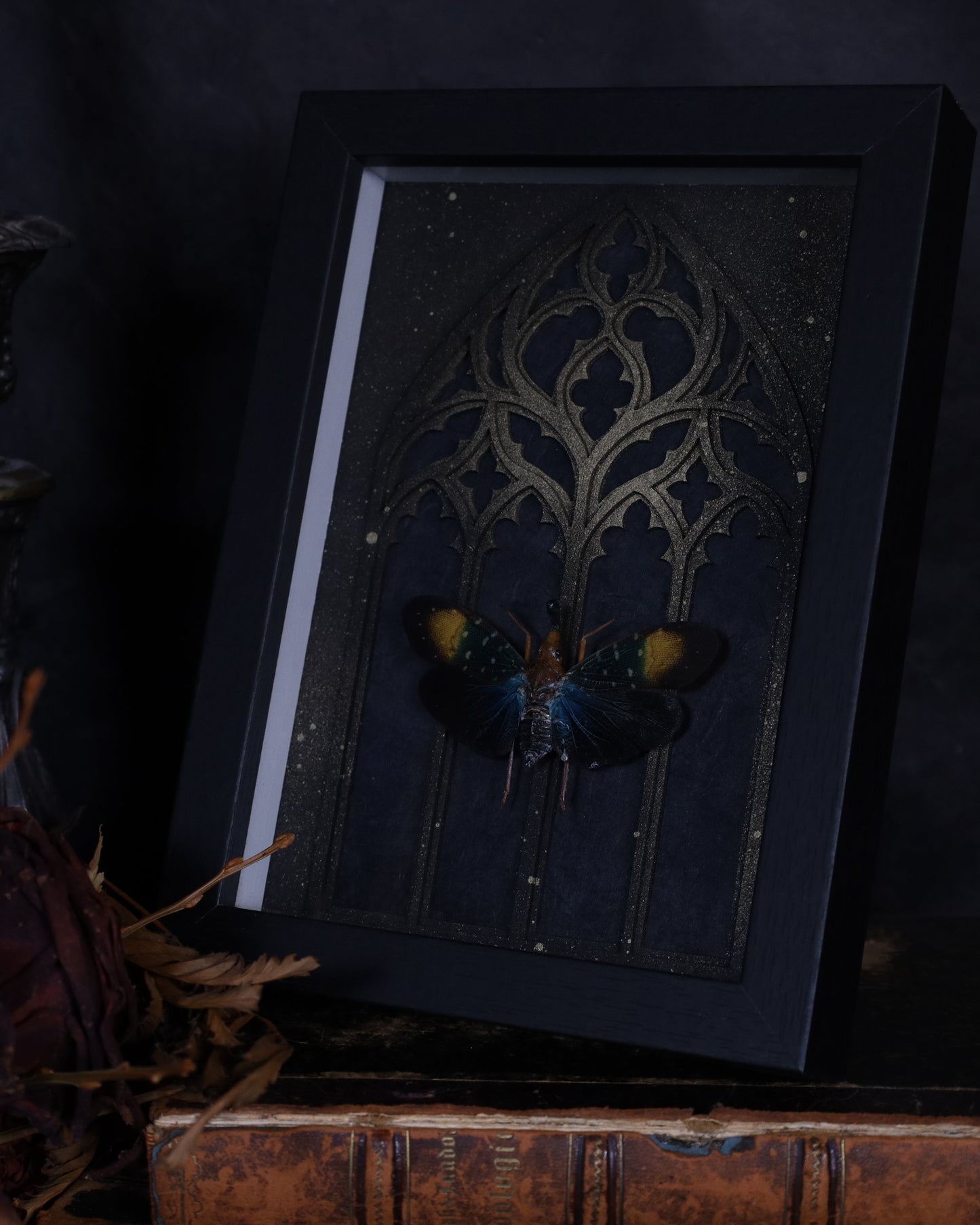 Pyrops gunjii im schwarzen 3D-Rahmen mit gotischem Hintergrund | 20 x 15 cm