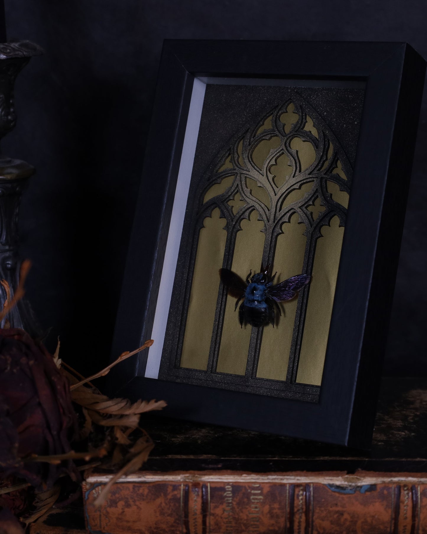 Xylocopa violacea im schwarzen Rahmen | 18 x 13 cm