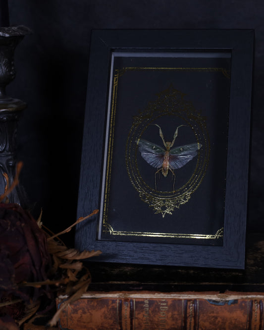 Creobroter gemmatus im schwarzen Rahmen mit goldverziertem Hintergrund | 18 x 13 cm