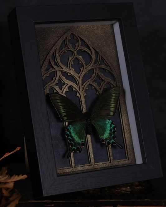 Papilio maaki (Spring) im schwarzen 3D-Rahmen mit gotischem Hintergrund | 18 x 13 cm