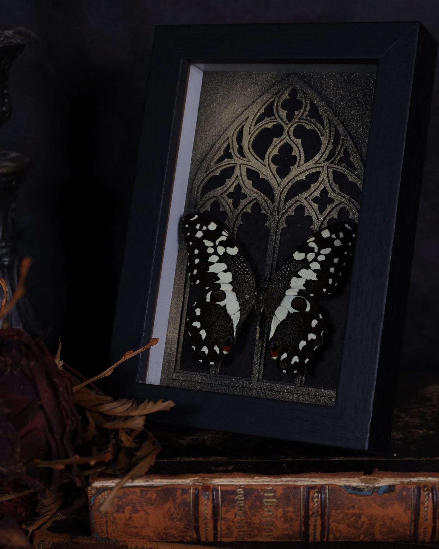 Papilio demoleus im schwarzen 3D-Rahmen mit gotischem Hintergrund | 18 x 13 cm