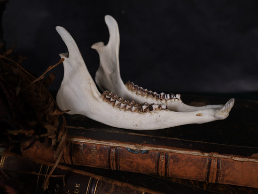 Reh Unterkiefer Komplett