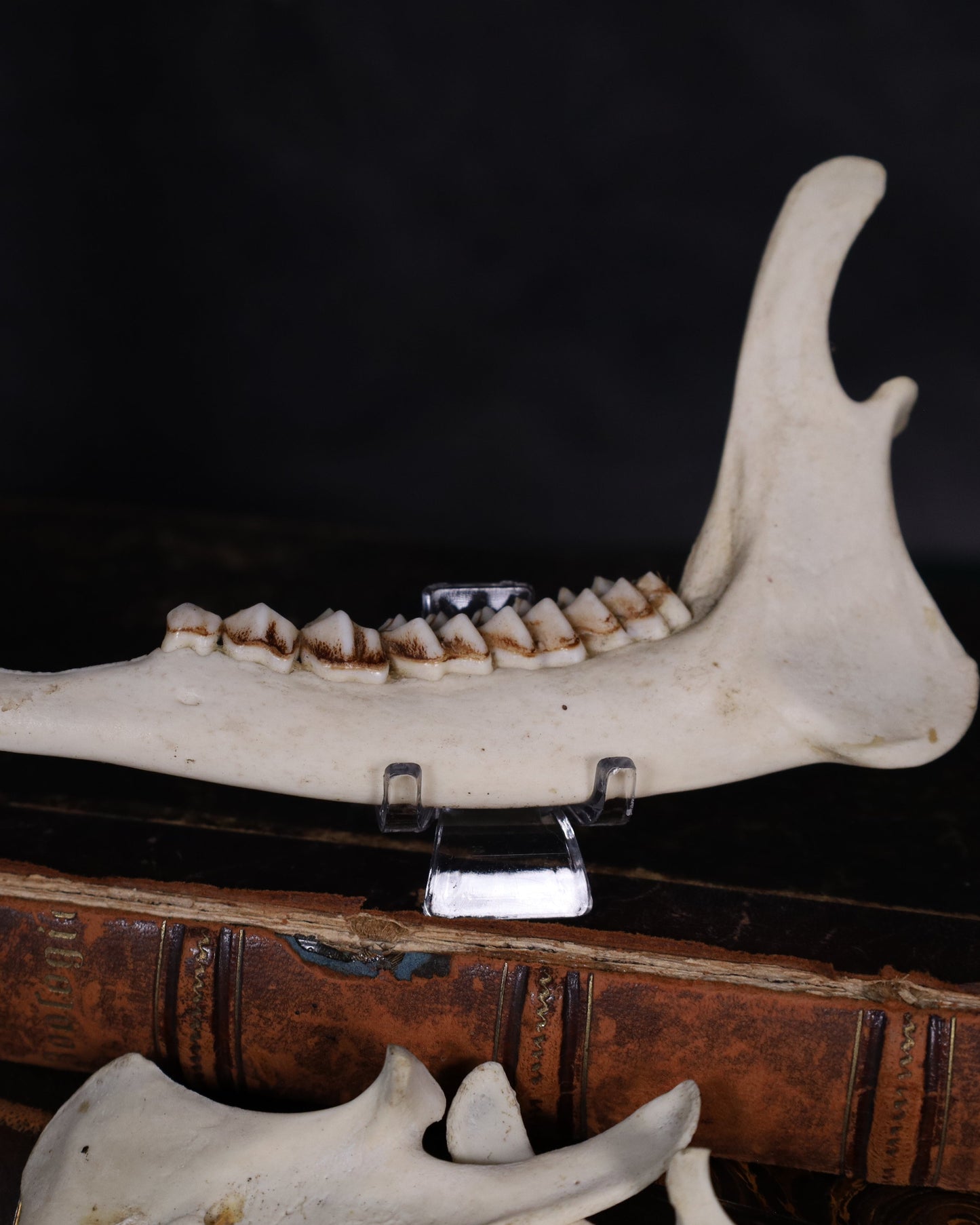 Halber Reh Unterkiefer